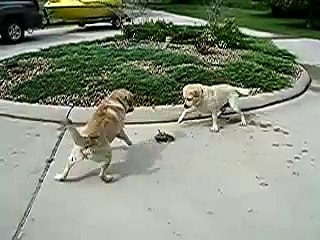 ★ PERROS Vs SERPIENTE - Perros Locos Humor Divertidos Chistosos risa