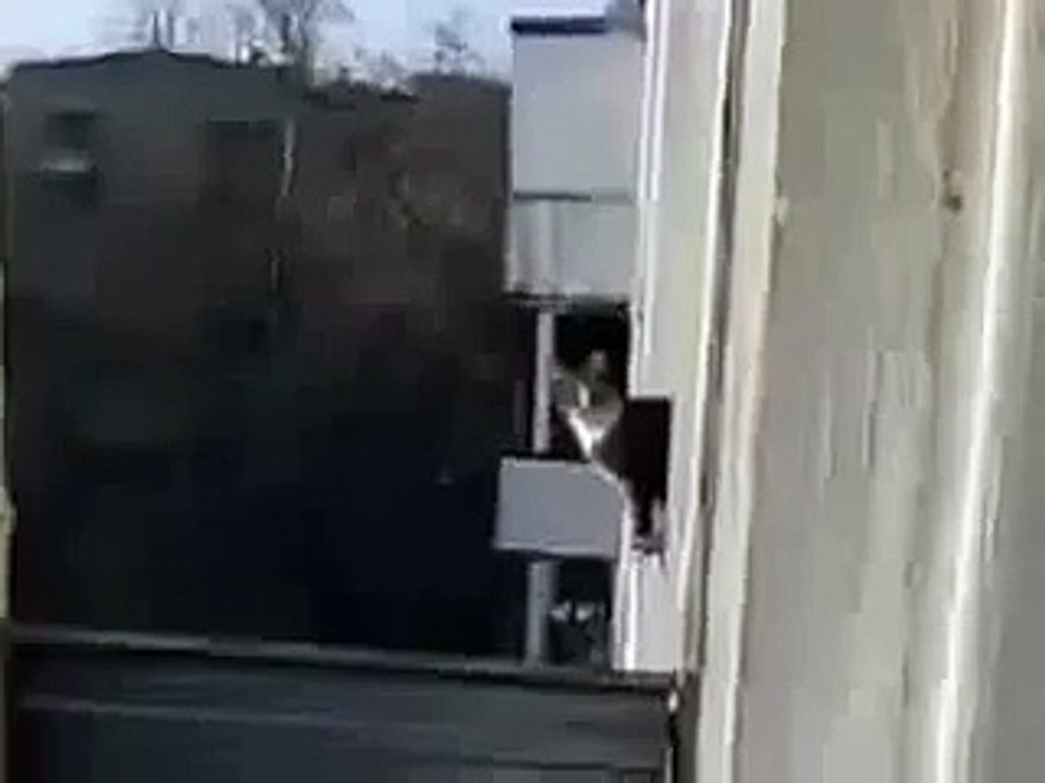 Gato Completamente Inconciente! ★ Gato divertido gato chistoso gato tierno loco risa humor