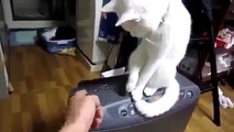 Gato Arregla Mi Impresora! jaja ★ Gato divertido gato chistoso gato tierno loco risa humor