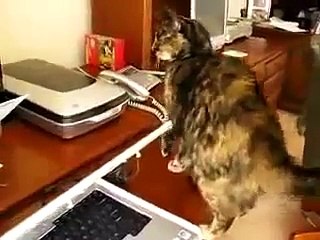 Gato Asustadisimo Por La Impresora! ★ Gato divertido gato chistoso gato tierno loco risa humor
