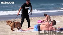 Dog Peeing On SEXY Girls Prank! GONE WRONG Funny Videos SEXY Girls Funny P