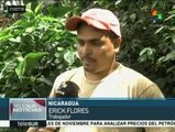 Nicaragua alcanza cifra récord con 400 mdd en exportaciones de café