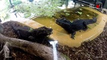 Awesome crocodile feeding footage!