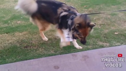 Animal Thug Life Compilation #17