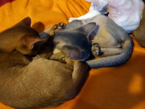 Chatons abyssins - Portée Ikebana x Irrésistible 2015