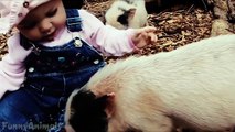 Cute Micro Pig - A Cute Mini Pig Videos Compilation - Best Mini Pig Videos