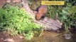 Polecat (Wild Ferret) vs Snake | Express Documentary