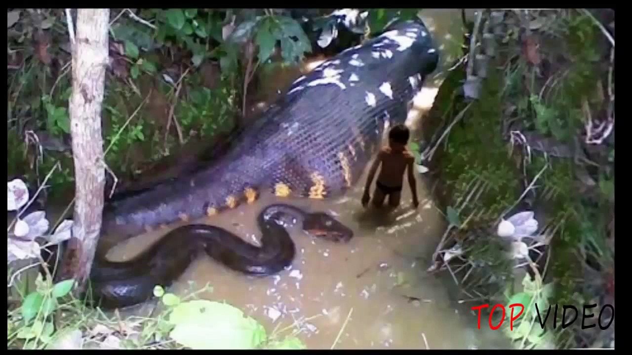 The biggest Snake in the world – Anaconda Python