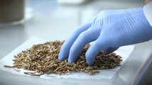 Edible insects: an industry in the making