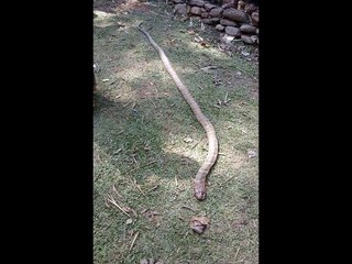 Snake Like Man Head Killed : Nepal Earthquake