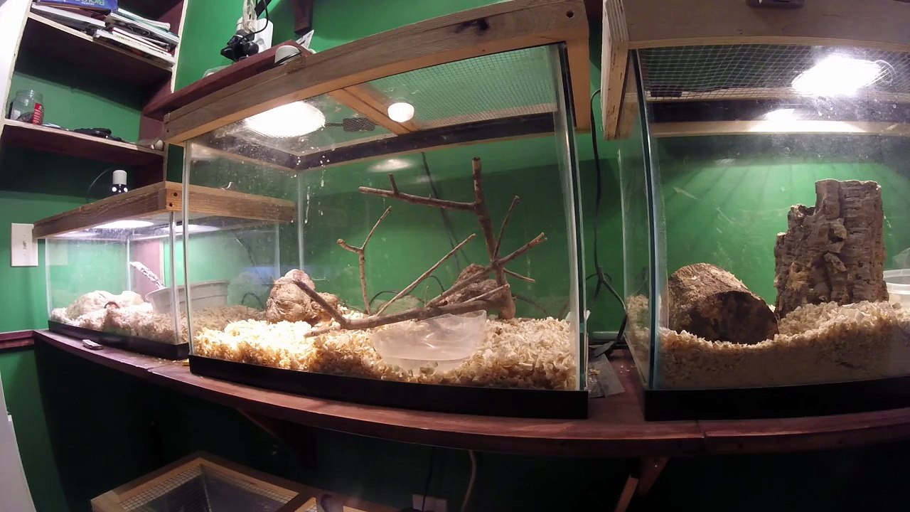 How to Tame an Aggressive Snake