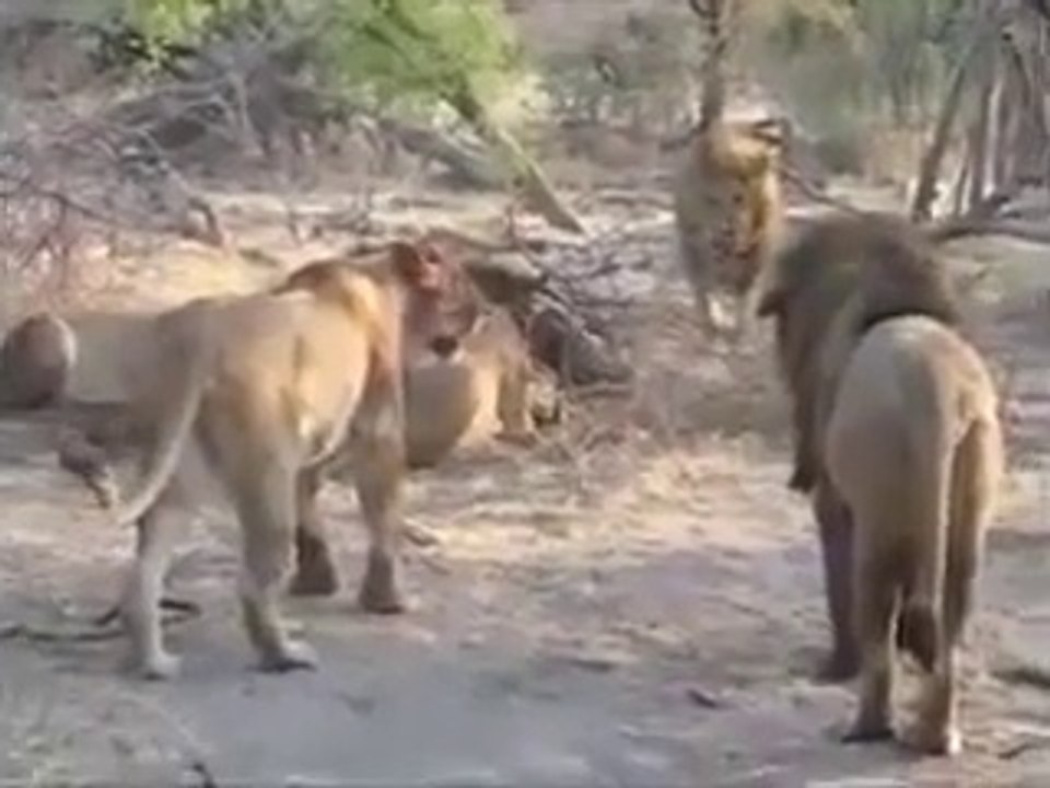 Animal attack All Against All Fighting Lions Pride Of Lions Fighting For Eating wild
