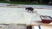Great Dane Nessie Jumps Around on a Covered Pool like a giant waterbed