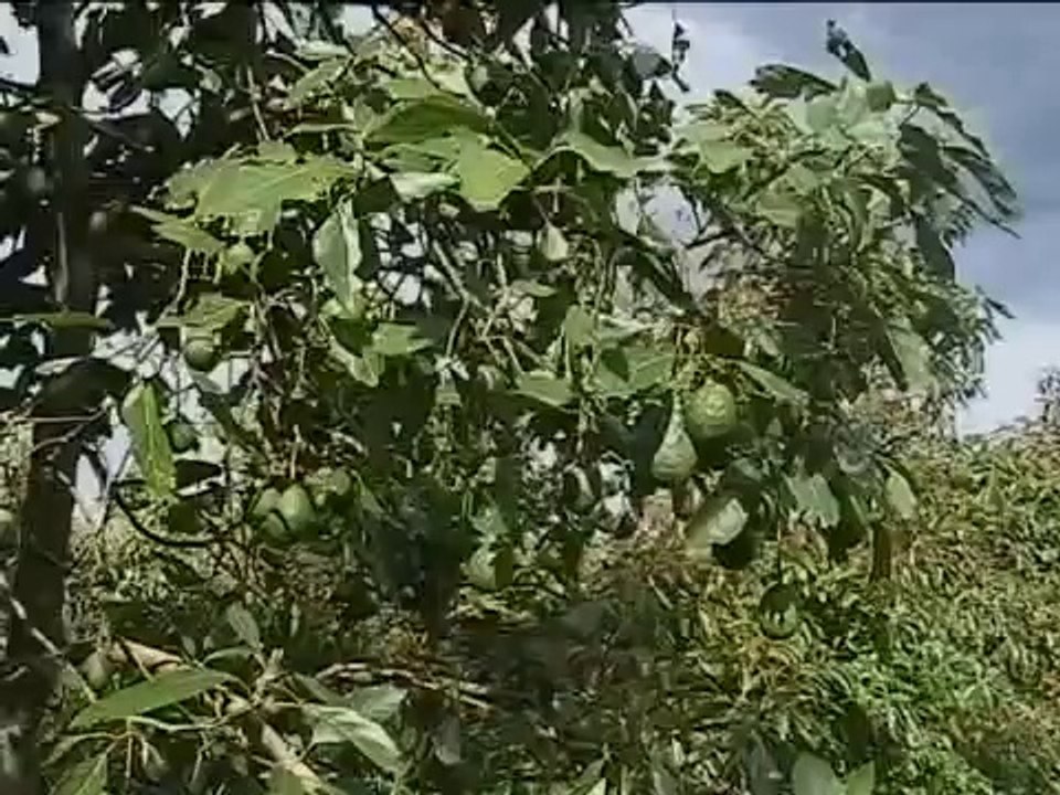 22 de octubre de 2015 Aguacate hass y producción de fresas.
