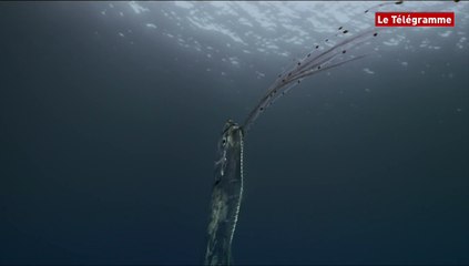 Océanopolis. Les premières images du "serpent de mer" (Le Télégramme)