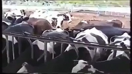 Bu kadar yılanı birarada gördünüz mü_