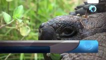 Descubrieron una nueva tortuga gigante en las Islas Galápagos