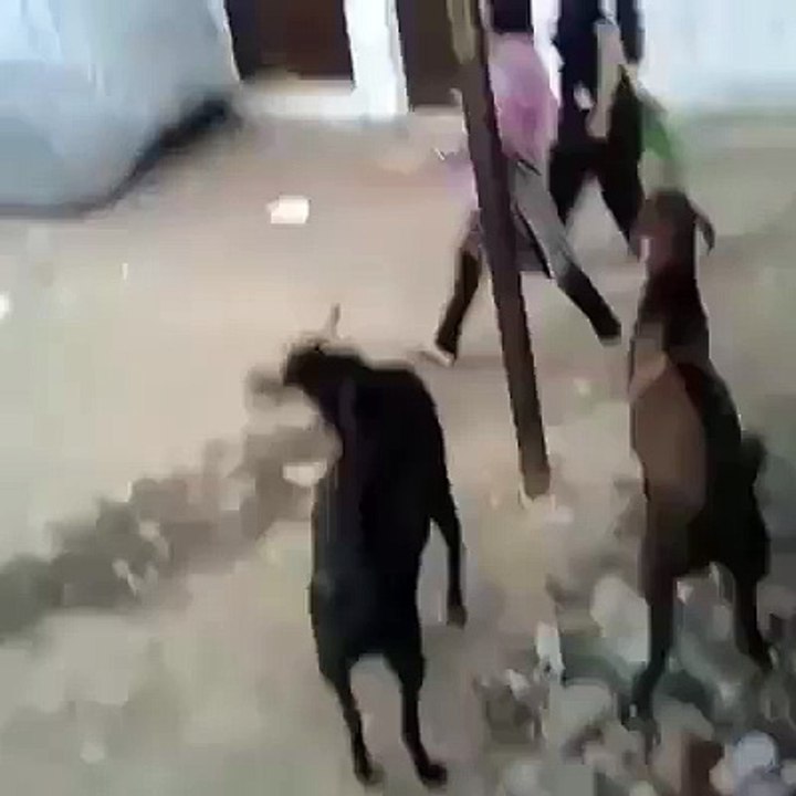 funy