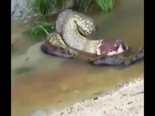 Dev Anakonda Koca İneği Yedi. 15 - İlginç - Garip
