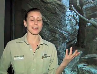 The Unfluffy Truth about Pallas Cats