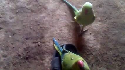Parrot speaking