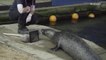 Separated seal couple stays in touch via FaceTime