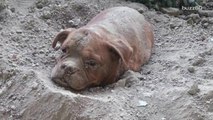 Dog found buried alive rescued and adopted
