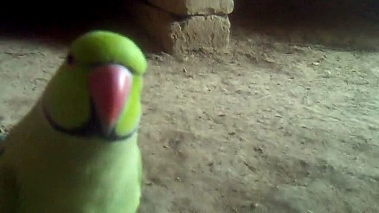 Speaking and Kissing