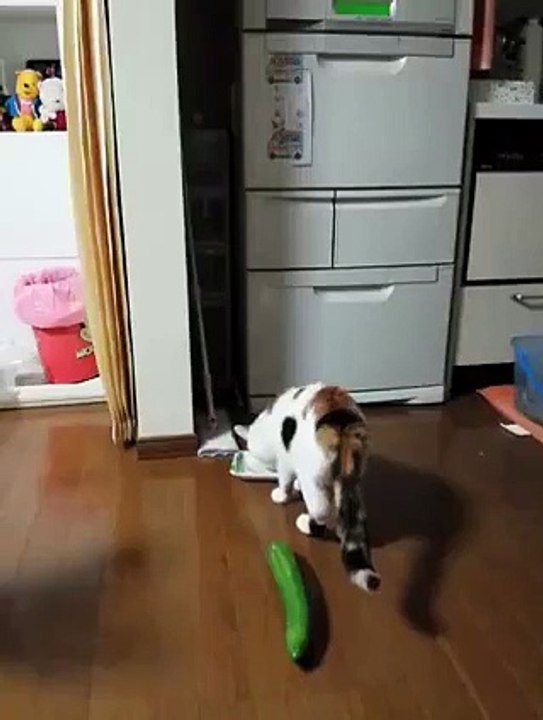 shocking cat