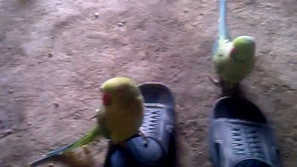 Speak pashto and teach to others