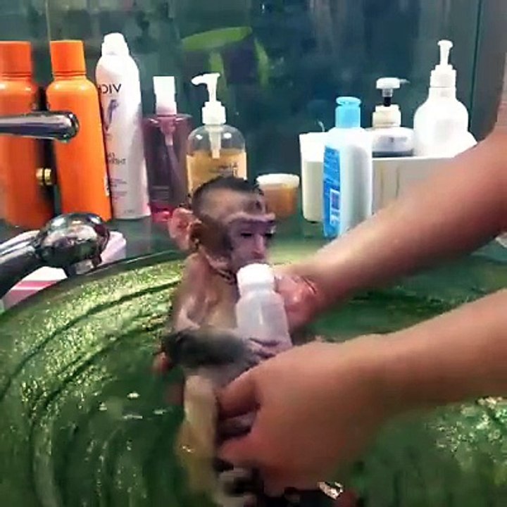 Cute baby monkey is given a bath