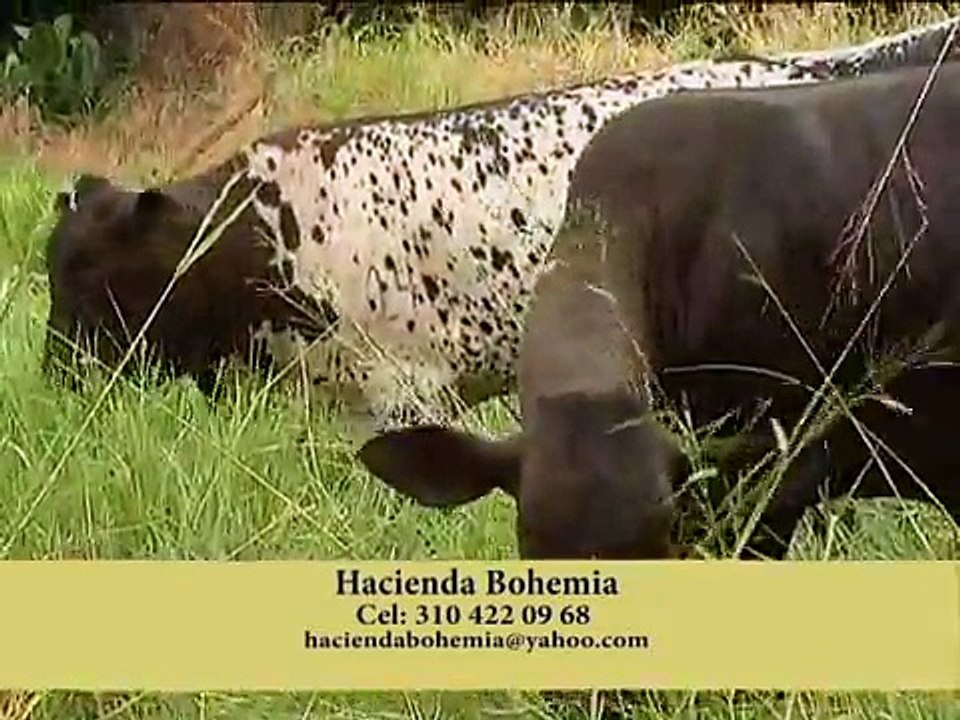23 de octubre de 2015 Hacienda Bohemia
