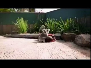 Juste un petit koala trop mimi