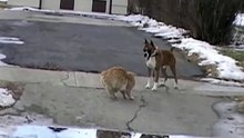 КОТ ПРОТИВ СОБАКИ