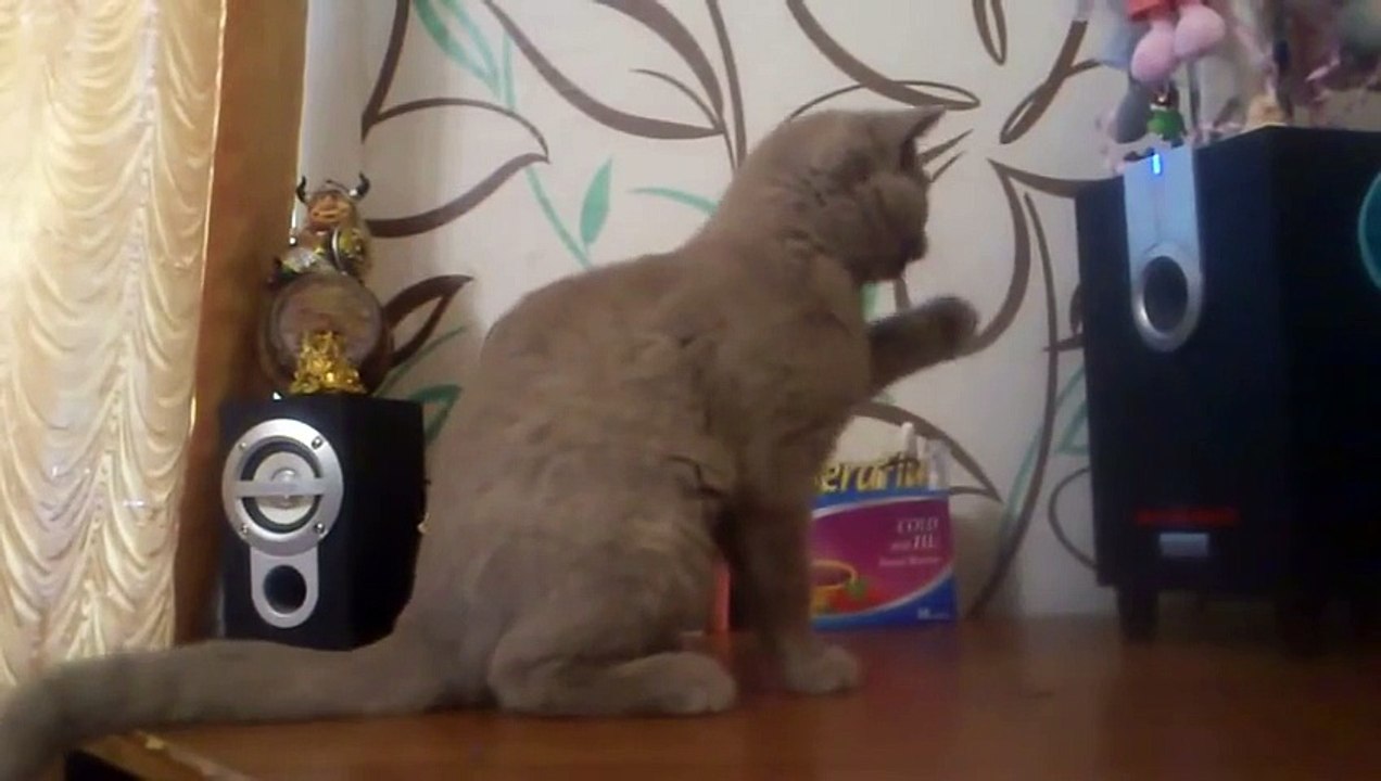Кот и сабвуфер