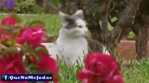 Los Gatos Más Graciosos Y Divertidos #1 (Funny Cat)