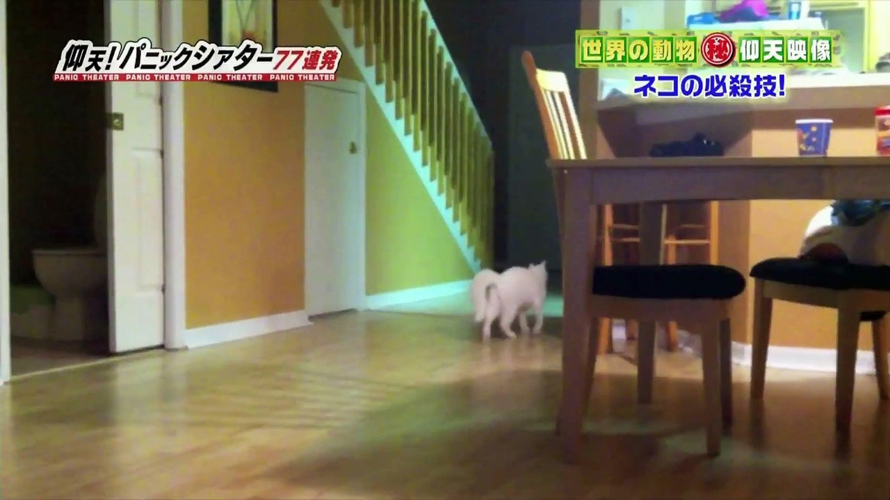 仰天パニックシアター　ネコの必殺技！