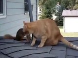 Белка играет с кошкой!