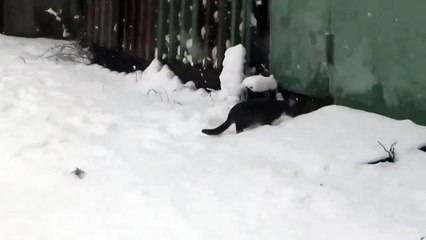 Все любят снег!