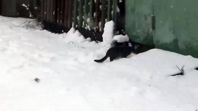 Все любят снег!