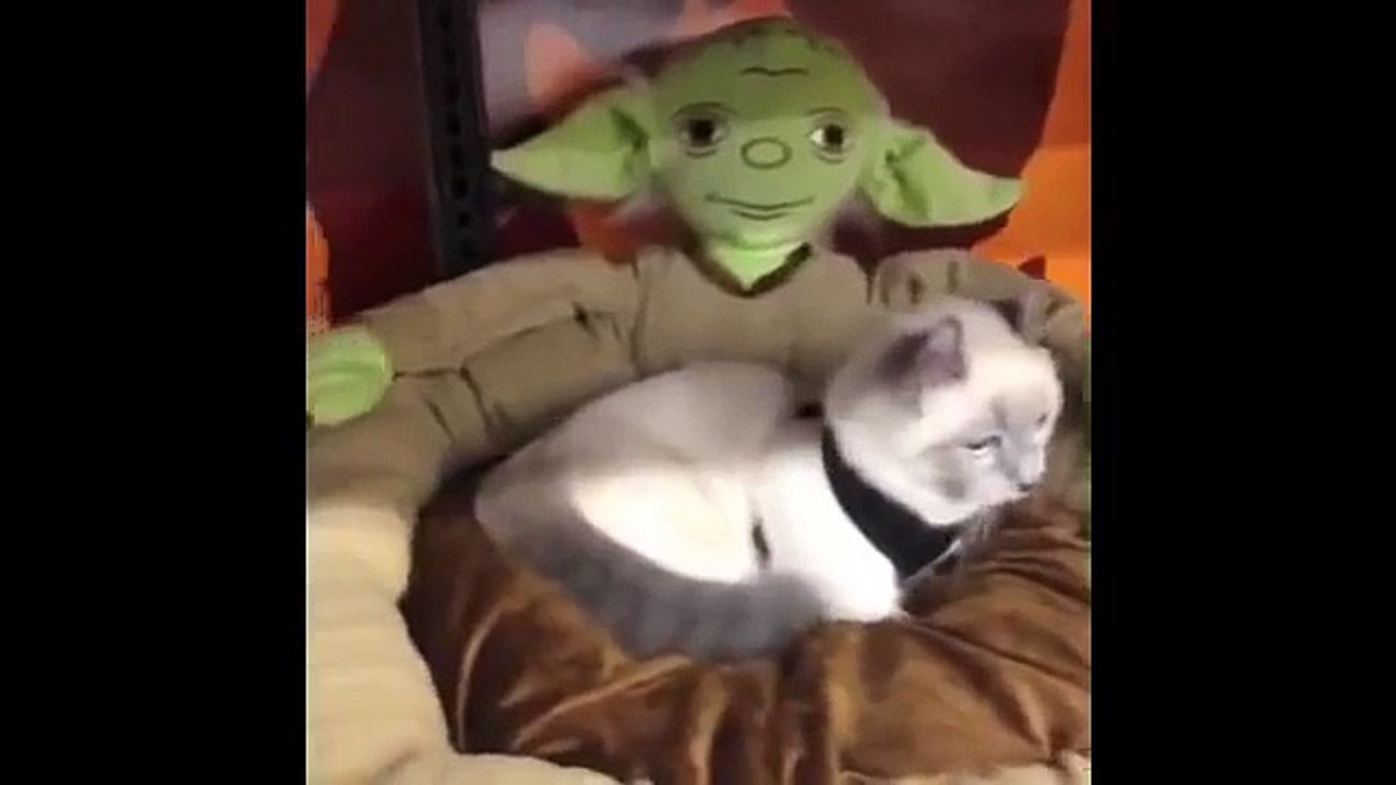 Забавная коротконогая кошка!)))