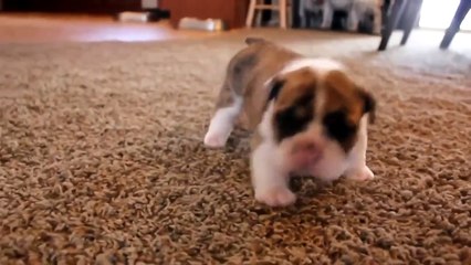 Забавные щенки!