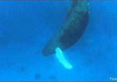 Camera Crew Films Peacefully Sleeping Humpback Whale