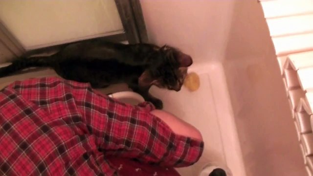 シャンプーされても無言の猫 面白い 可愛い子猫 Shampooed Cat Dailymotion Video