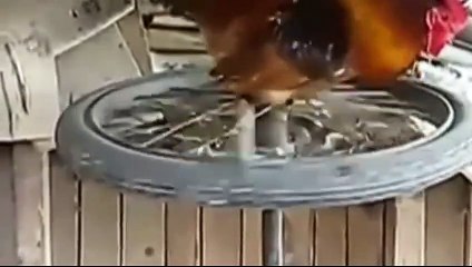 Horozun Koşu Bandı