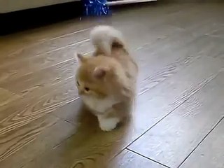 Fluffy Kitten does not know what to do.-7dM0TDWA-iY