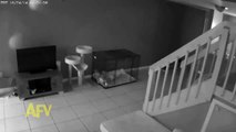 Security Camera Catches Naughty Cat-Dw0CVZq5ueA