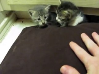 Fearsome Feral Kittens-GtTHj7BGr6E