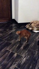 Orange Cat Afraid of Dog in Mask-0OnPrFFb8tw