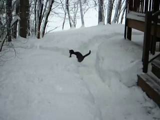 Elaine burrows in snow-NrH8RdVBP5A